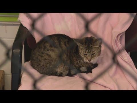 Indianapolis Animal Care Services sued by two women