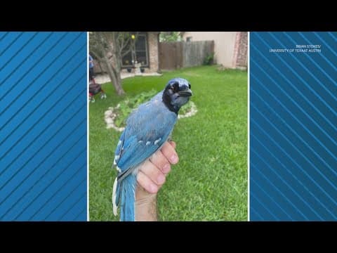 Rare hybrid found in San Antonio suburb