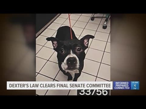 Dexter's Law, named in honor of dog found decapitated, clears final Senate committee