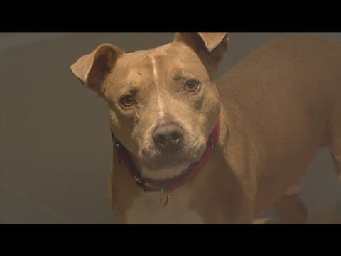 San Diego County animal shelters in state of emergency, over capacity