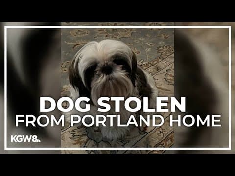 Dog stolen after failed break-in