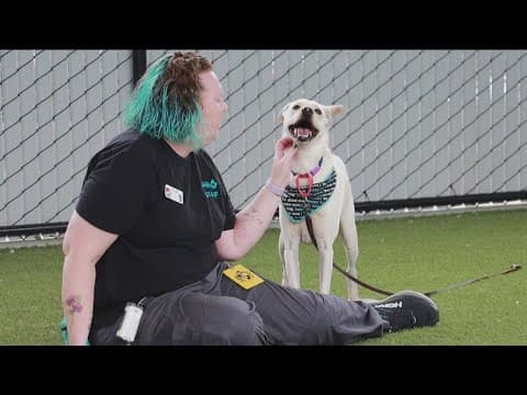 National Train Your Dog Month