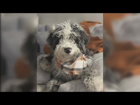 Puppy goes missing while in care of Rover sitter; Tampa couple searching for answers