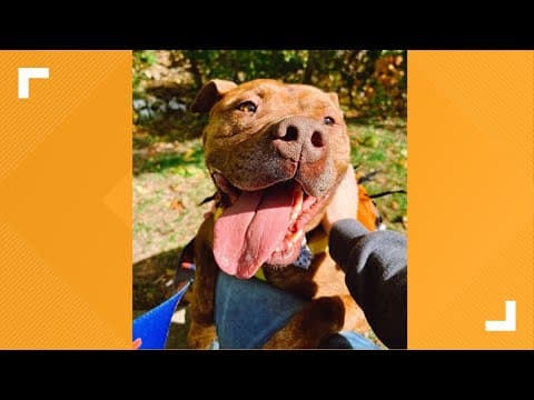 Pets of the Week: 11-11-2023