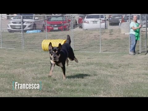 Tailwaggers: Meet Francesca