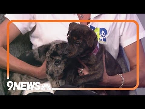 Relay for Rescue event coming up in December