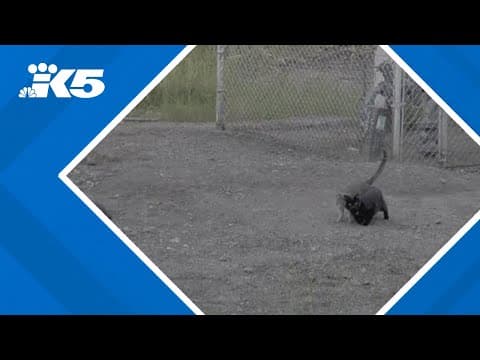 Seattle man sentenced to year in jail for killing cats