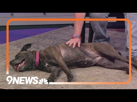 Petline9: Sweet Ellie looking for forever home