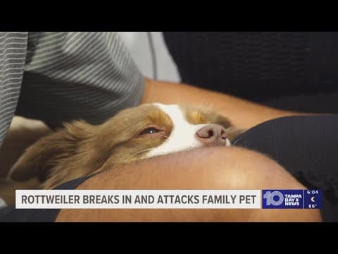 Gulfport family left shaken and with a damaged home after a neighbor's dog attacked their pet