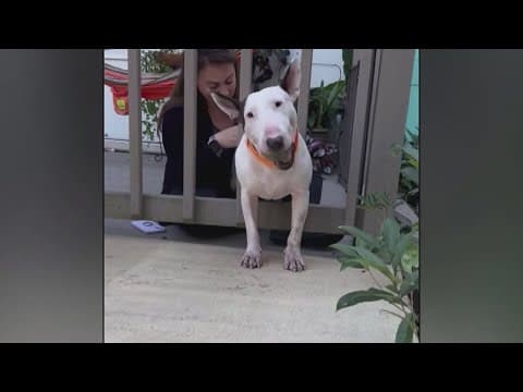 Dog abandoned during hurricane suffers major health scares as previous owner faces criminal case