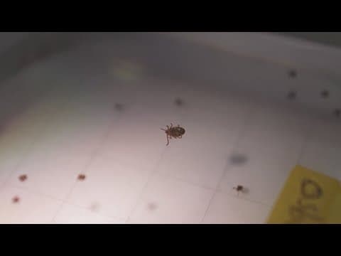 Potentially deadly infection can come from longhorned tick bites, scientists warn