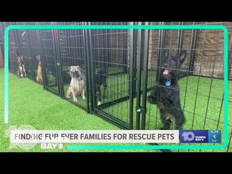 New book supports local animal rescue