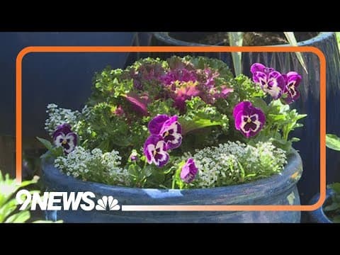 Time to bring your indoor plants outside