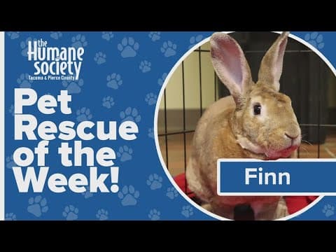 Pet Rescue of the Week: Finn