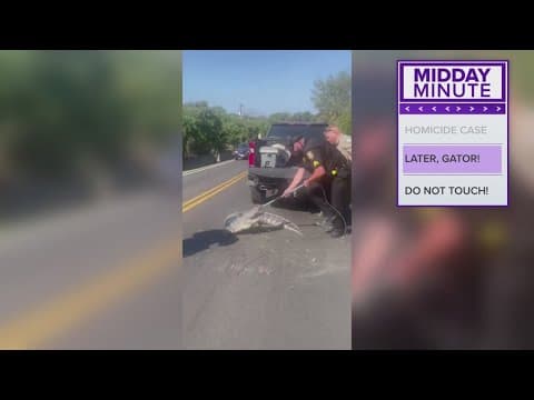 Alligator wrangled in North Texas, relocated to nature preserve