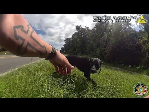 Florida deputy rescues dog found on side of road