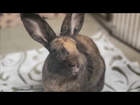 San Diego Humane Society urges adoptions for its nearly 200 small animals