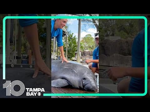 #Manatees return to ZooTampa to continue rehabilitation #shorts #florida