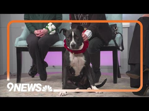 Petline9: Holly needs forever home