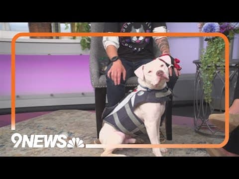 Adorable pitbull needs forever home