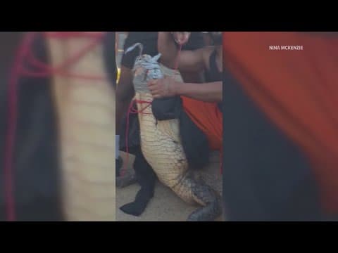 Georgia neighbors wrangle 12-foot gator outside McDonald’s