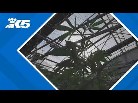 UW medical expert discusses move to reclassify marijuana and what broader access could mean