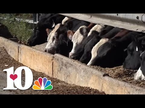 Tennessee farmers dealing with beef boom, soybean struggles