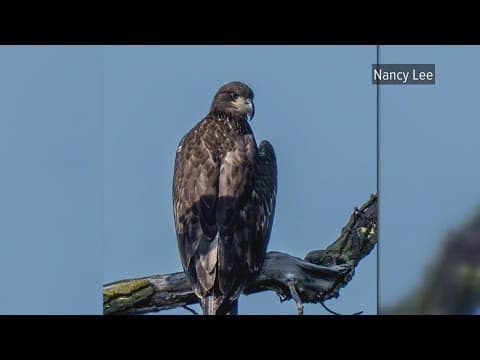 Baby bald eagle showing 'encouraging signs' after getting seriously injured while falling from nest