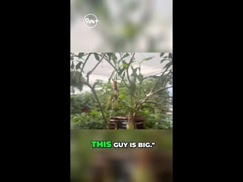 Giant tarantula: The amazing Brazilian black