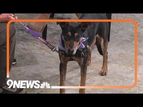 Shy 11-month-old pup looking for his forever home