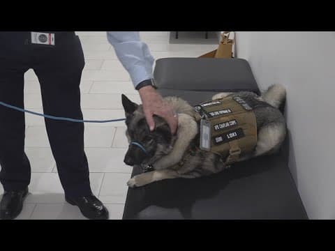 How a shelter dog is helping Knoxville police officers