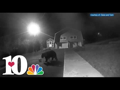 Bear steals pumpkin in South Knoxville