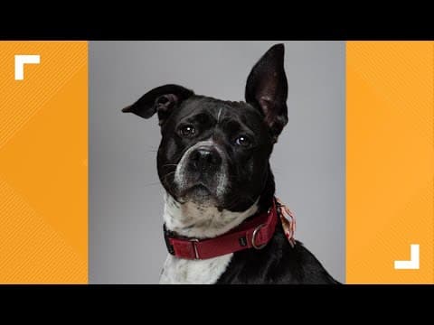 Pets of the Week: 1-11-2025