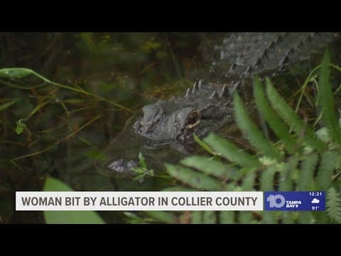 Woman bit by alligator in Collier County