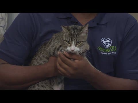Louisiana SPCA Summer Skincare Tips for Pets
