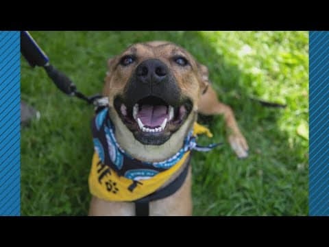 Pet safety for 4th of July