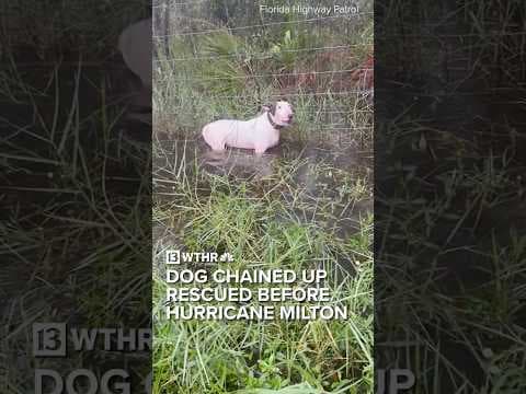 Dog chained up outside rescued ahead of Hurricane Milton