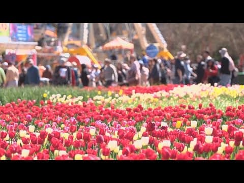 Spring blooms at Australia's Floriade Fest