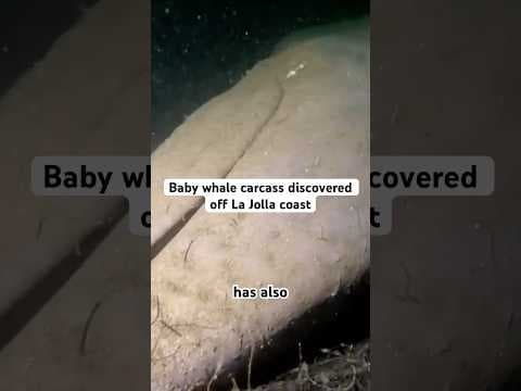 A dead baby whale was found off San Diego shores by divers in La Jolla.