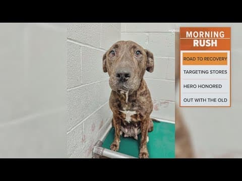 Dog recovering after he was shot in the face