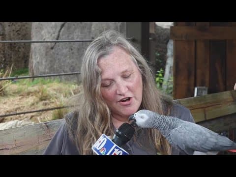 What visitors can expect at Zoo Knoxville's macaw habitat