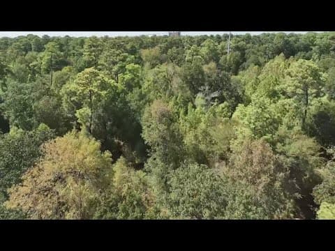 Arborist says drought is impacting trees across Houston neighborhoods