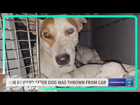 Reward for information on owner of dog that was thrown from car