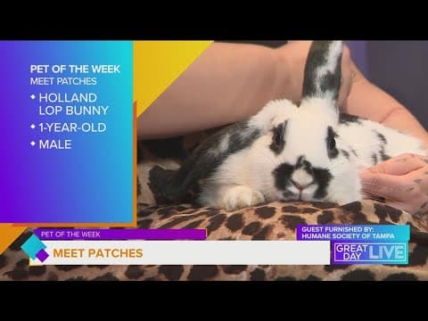 Pet of the Week: Meet Patches