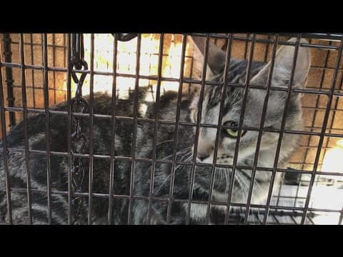 Animal rescues work with city to address cat colonies in Brooklyn Park neighborhood
