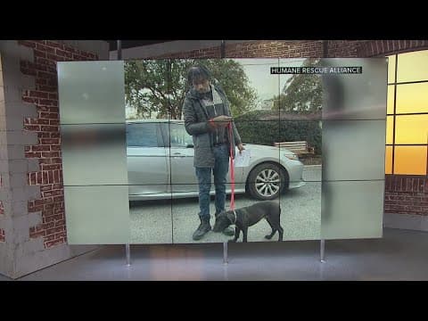 Humane Rescue Alliance successfully adopts 48 dogs in 48 hours | Get Uplifted