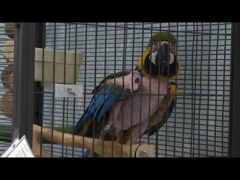 Hundreds apply to adopt partially nude, rude and crude parrot