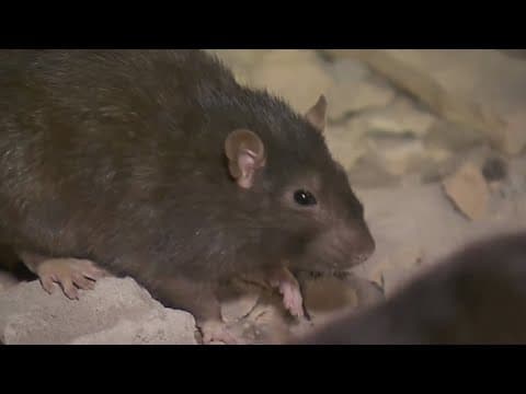 Rat Summit held in New York City, New Orleans no stranger to rat plight