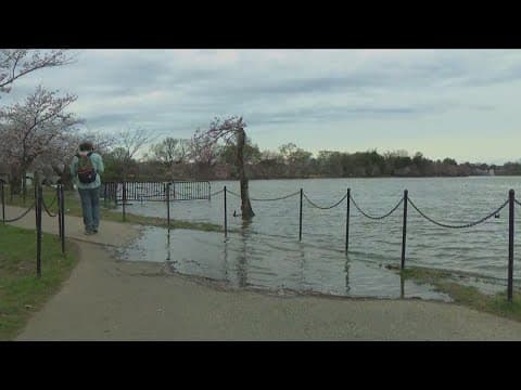 High tide impacts people visiting DC's cherry blossoms