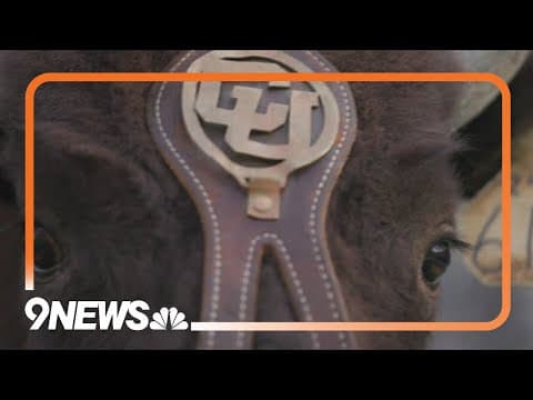 Ralphie VII introduced as new University of Colorado mascot